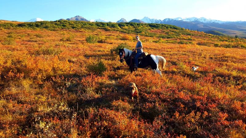 Denali Horseback Tours