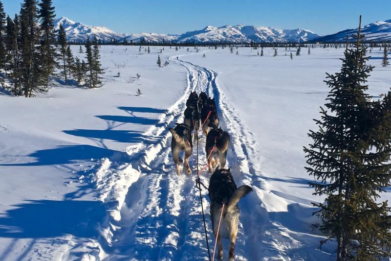 Outer Range Dogsled Tours