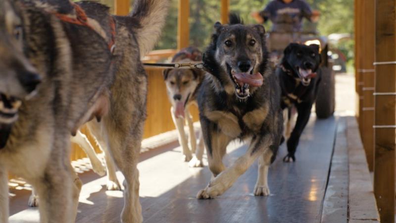 Husky Homestead