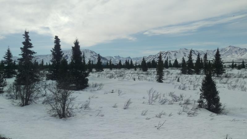 Denali Winter Drive Adventure